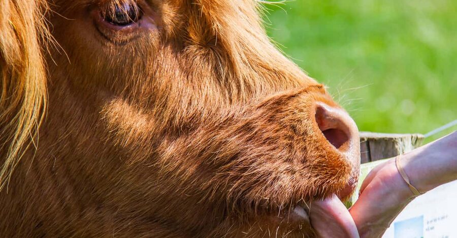 Isle of Arran: Exclusive Private Farm Tour with the Farmer - Is $380 Good Value For Four People?
