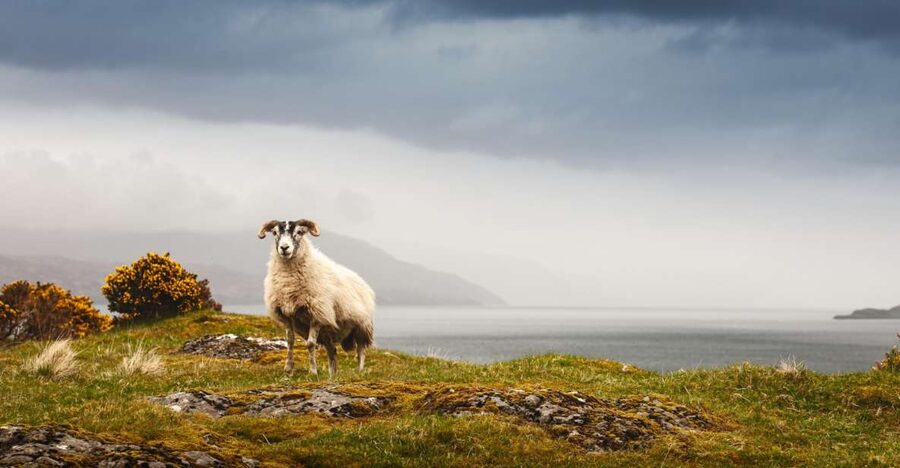 Isle of Mull and Iona 3-Day Small-Group Tour from Glasgow - Should you book it?