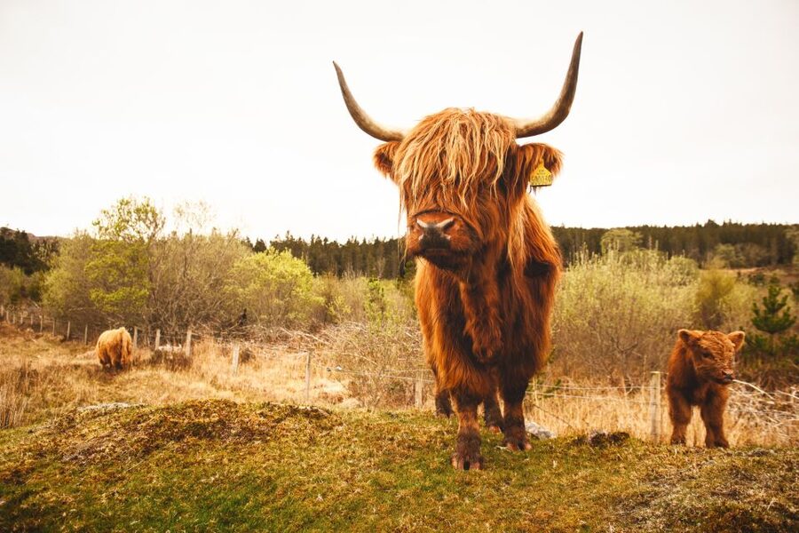 Isle of Skye and the Highlands 5-Day Tour from Edinburgh - Who should book this Highlands circuit?