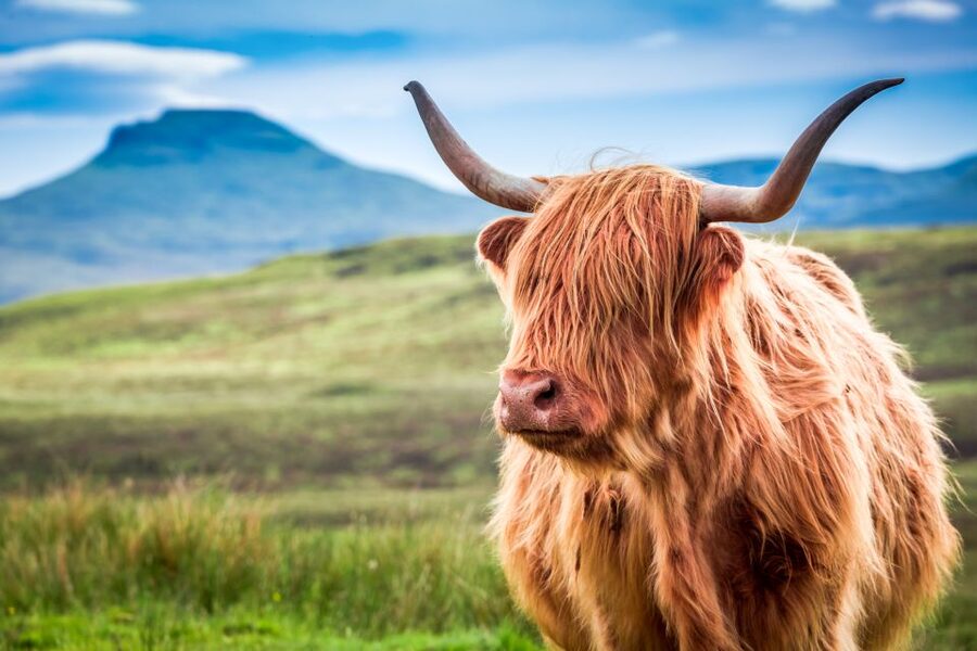 Isle of Skye & The Highlands: 3-Day Guided Tour from Glasgow - The Isle of Skye: the trip’s main event