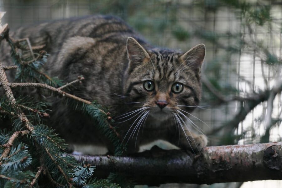 Kingussie: Highland Wildlife Park Entry Ticket - Is $31 Good Value?