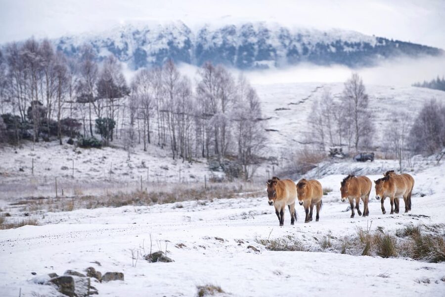 Kingussie: Highland Wildlife Park Entry Ticket - The Drive Through Reserve Is the Star Turn
