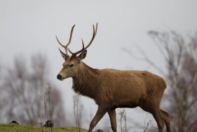 Kingussie: Highland Wildlife Park Entry Ticket