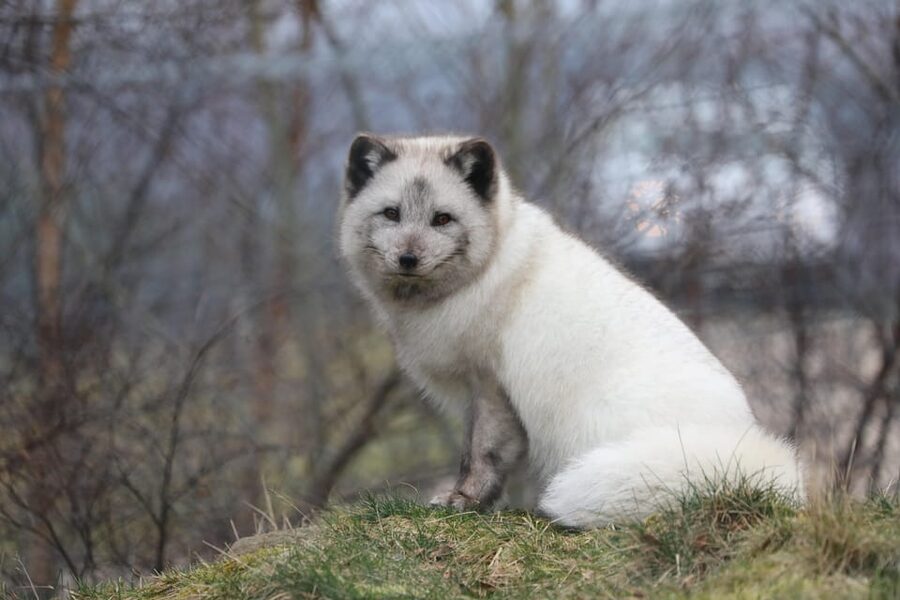 Kingussie: Highland Wildlife Park Entry Ticket - Walking Enclosures Bring the Big Animals Closer