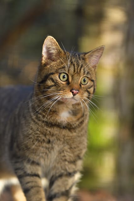 Kingussie: Highland Wildlife Park Entry Ticket - Talks, Keepers, and Better Animal Watching