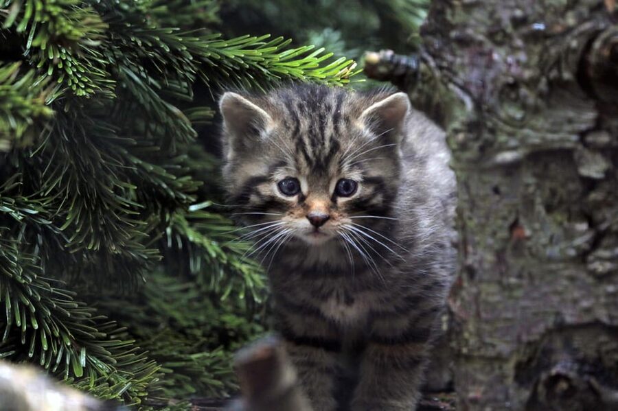 Kingussie: Highland Wildlife Park Entry Ticket - Food, Picnics, Playgrounds, and a Full-Day Rhythm