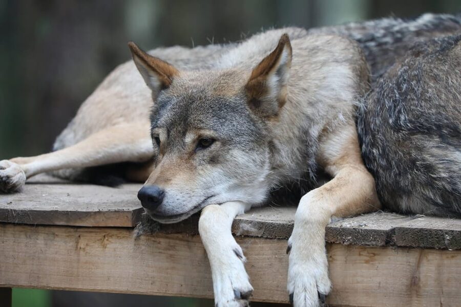 Kingussie: Highland Wildlife Park Entry Ticket - Access, Time, and Practical Limits