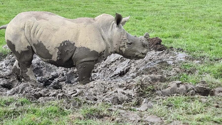 Knowsley: Safari Entry Tickets - Moving from the car to the foot safari