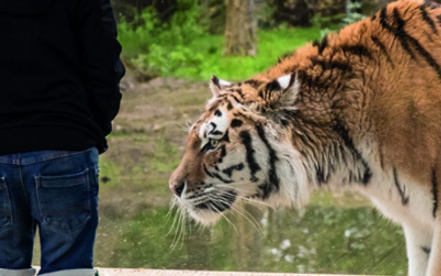 Knowsley: Safari Entry Tickets - Rides and extras can change the price quickly
