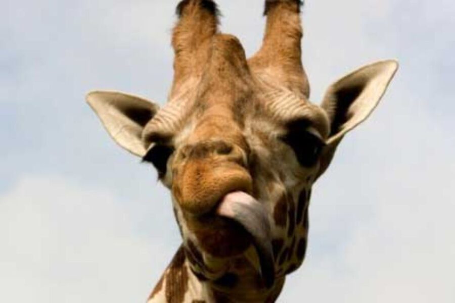 Knowsley: Safari Entry Tickets - How to plan your day