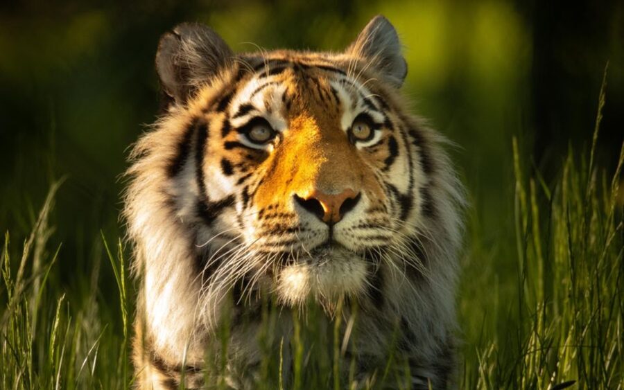 Knowsley: Safari Entry Tickets - Lions, baboons, and the rules for your car