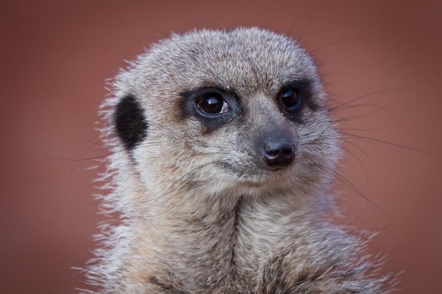 Lincolnshire: ARK Wildlife and Dinosaur Park Entry Ticket - Kinkajou Cavern and the Tropical House