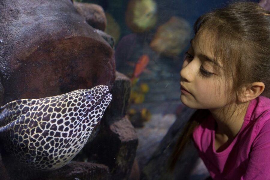 Loch Lomond: Sea Life Entrance Ticket - Key points to know before you go