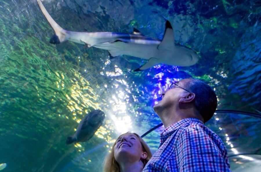 Loch Lomond: Sea Life Entrance Ticket - From Scottish lochs to tropical seas