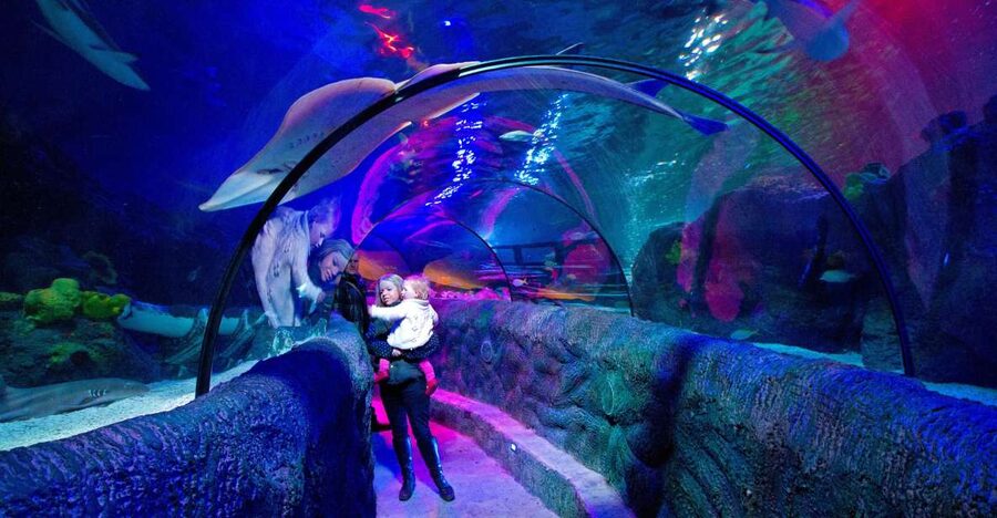 Loch Lomond: Sea Life Entrance Ticket - The interactive rock pool with starfish
