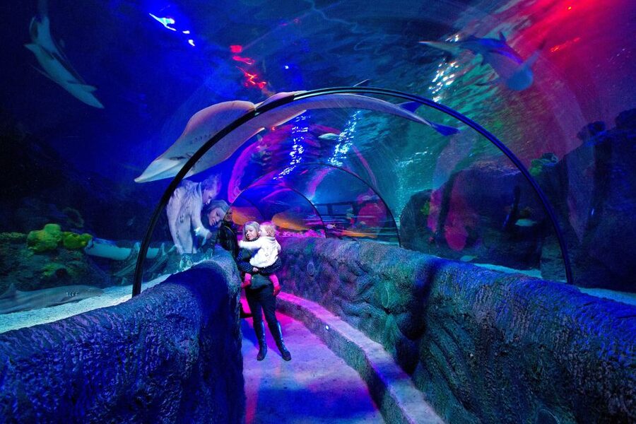 Loch Lomond: Sea Life Entrance Ticket - The Scottish waters section and the deep loch tank