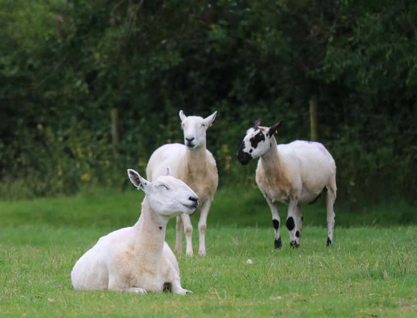 London: Full Day Cotswolds Tour with Shakespeare's Stratford - Bibury and Arlington Row