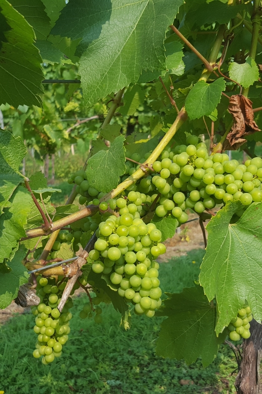 London: Full-Day English Wine Tour with Lunch - Key points to know before you book