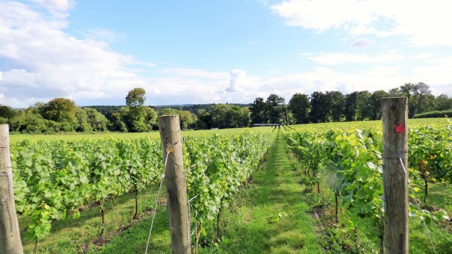 London: Full-Day English Wine Tour with Lunch - A second tasting and time to shop