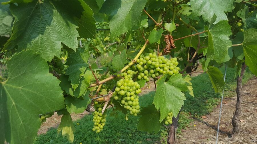 London: Full-Day English Wine Tour with Lunch - What the $202 price really covers