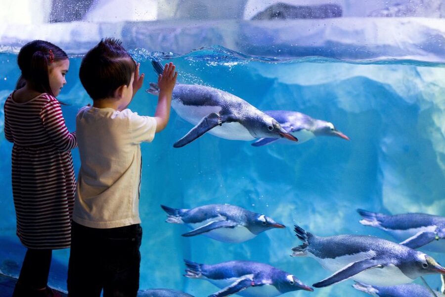 London: Madame Tussauds, London Eye & SEA LIFE Combo Ticket - FAQ