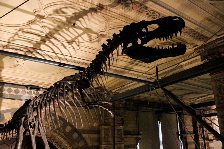 London: Natural History Museum Guided Tour - Is $112 per person a fair price?