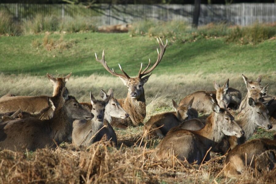 London: Royal Deer Park Bike Tour - How the guide shapes the experience