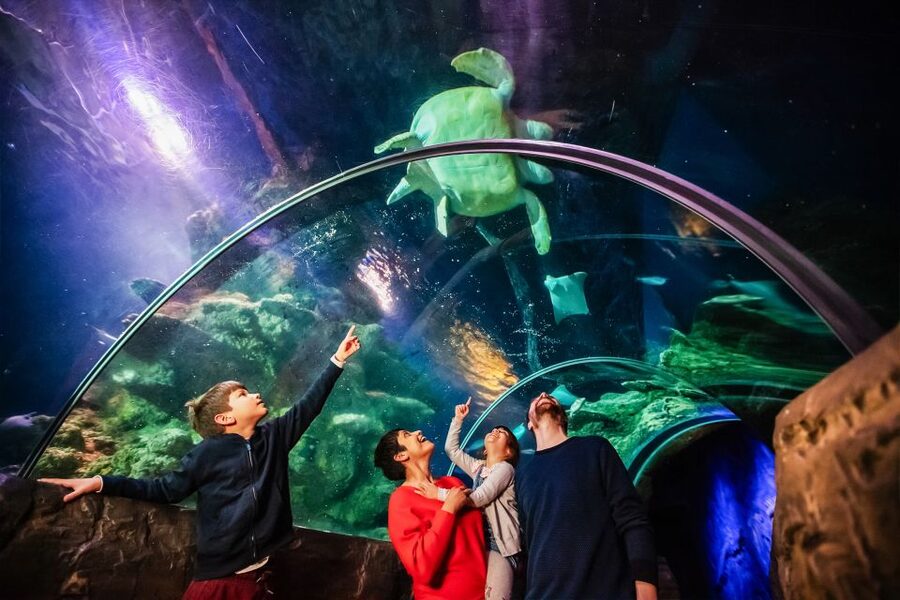 London: SEA LIFE Entry Ticket - Who will enjoy this aquarium most?