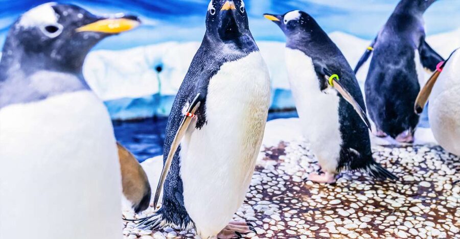 London: SEA LIFE Entry Ticket - Ice Adventure and the Gentoo penguins