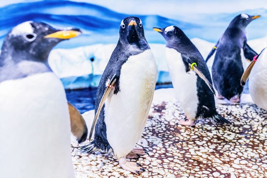 London: SEA LIFE Entry Ticket - What the practical details mean for families