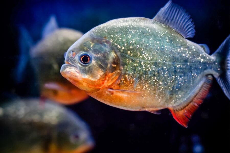 London: SEA LIFE Entry Ticket - Tropical waters, colourful fish, and close-up sea life