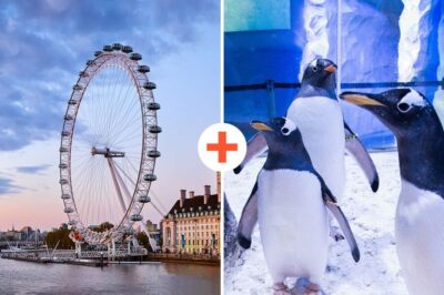 SEA LIFE & London Eye Combo Ticket