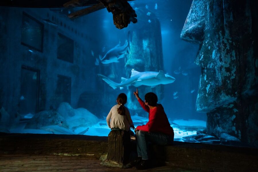 London: SEA LIFE & London Eye Combo Ticket - Moving from SEA LIFE to the London Eye