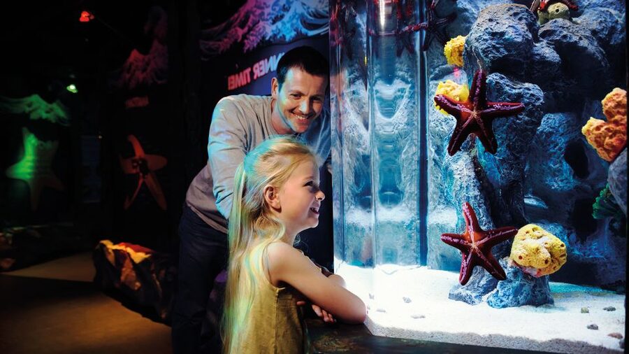 London: SEA LIFE & London Eye Combo Ticket - The 30-minute London Eye rotation