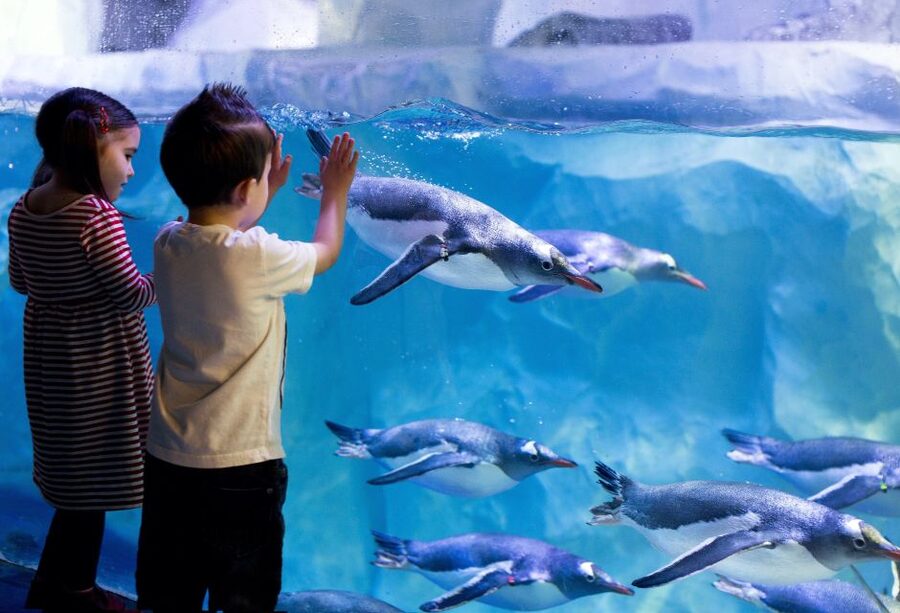 London: SEA LIFE & London Eye Combo Ticket - Crowds, queues, and the best way to plan the day