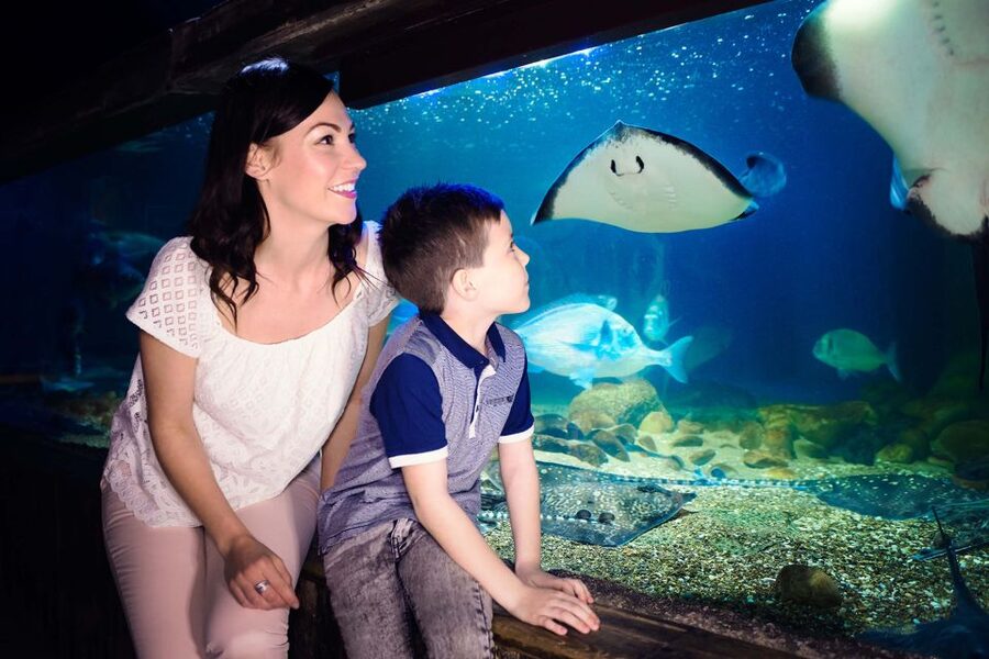 London: SEA LIFE & London Eye Combo Ticket - Is it good for families and mixed-age groups?