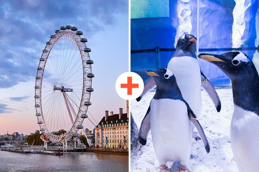London: SEA LIFE & London Eye Combo Ticket - Starting at SEA LIFE London Aquarium