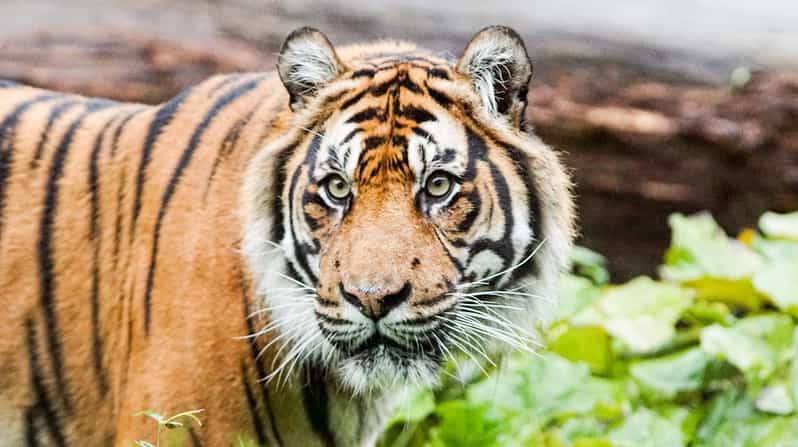 London Zoo: Entry Ticket - Key things to know before you go