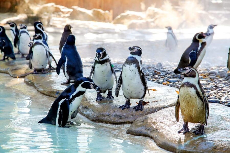 London Zoo: Entry Ticket - Weather, animal behavior, and the best time to visit
