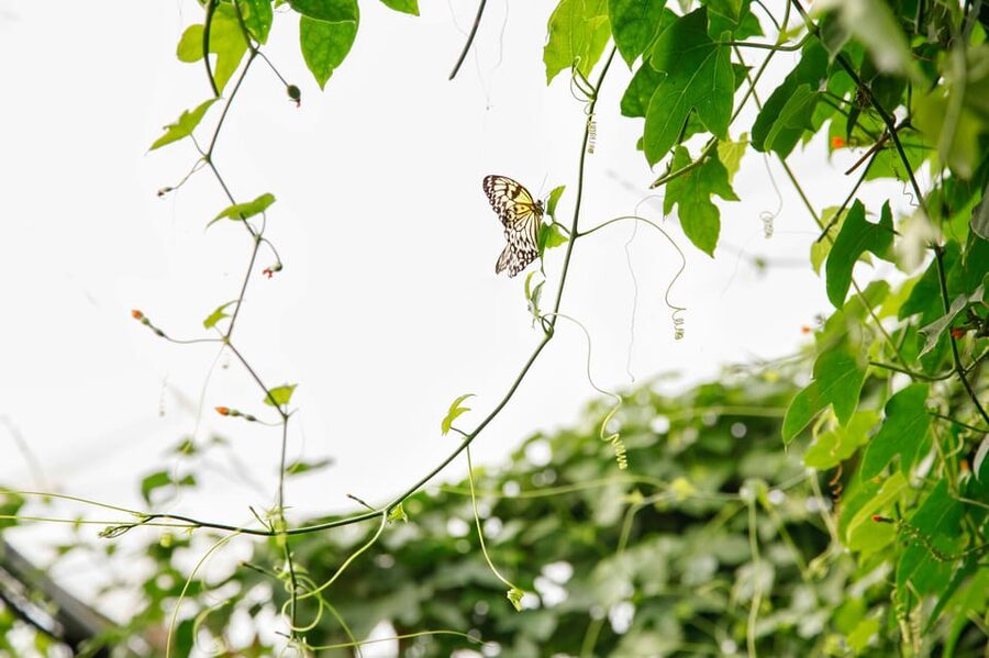 London Zoo: Entry Ticket - What makes London Zoo worth your time