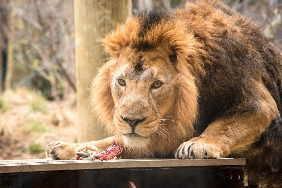 London Zoo: Entry Ticket - Land of the Lions and the Asiatic lion story