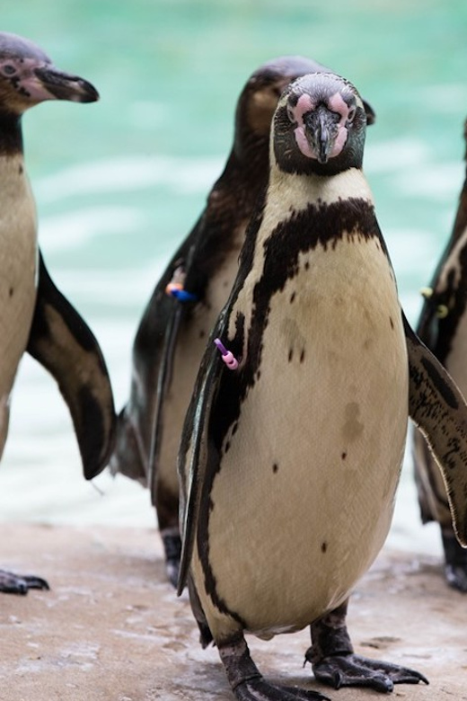 London Zoo: Entry Ticket - Entering the zoo and planning your route