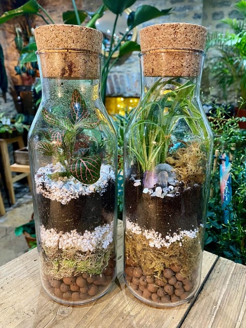 Make Your Own Terrarium in a houseplant paradise - Is $40 good value?