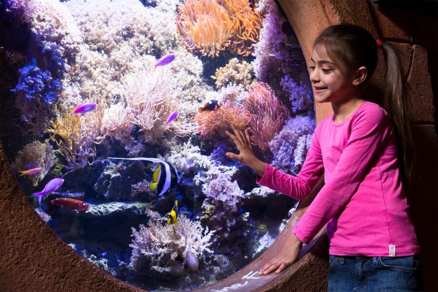 Manchester: SEA LIFE Entrance Ticket - Key points to know before you go