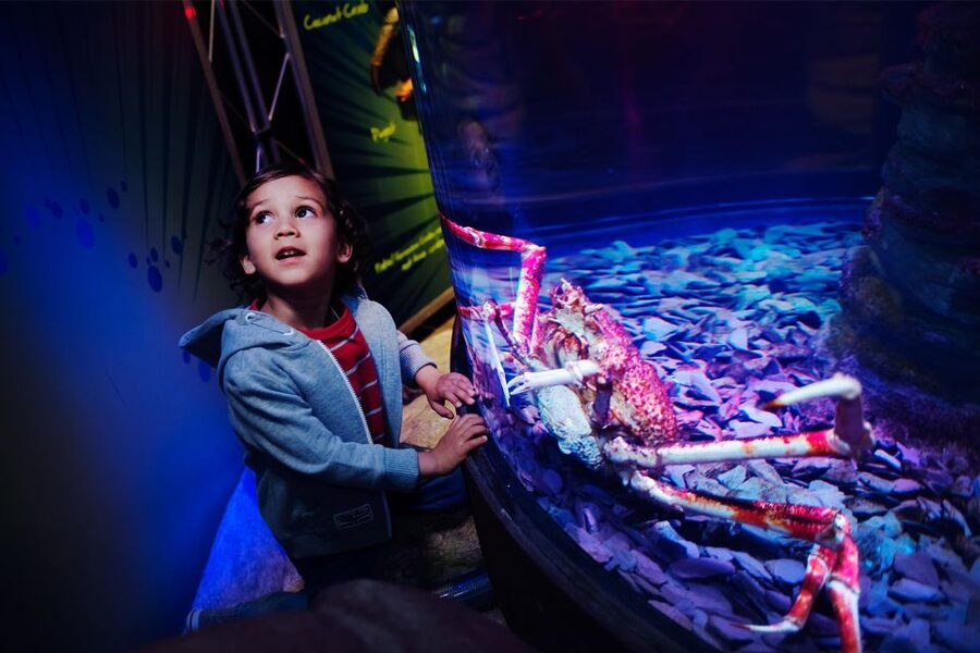 Manchester: SEA LIFE Entrance Ticket - Getting a feel for SEA LIFE Manchester