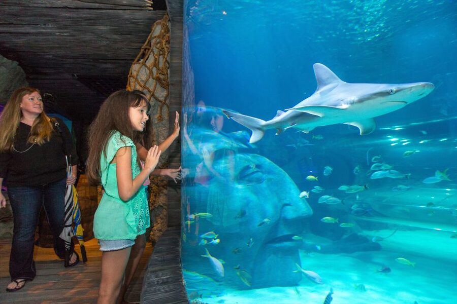 Manchester: SEA LIFE Entrance Ticket - Rocky Hideout and the smaller creatures