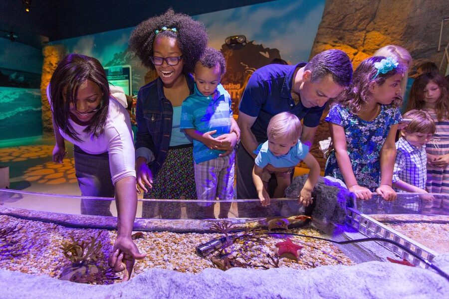 Manchester: SEA LIFE Entrance Ticket - The Japanese Spider Crabs up close