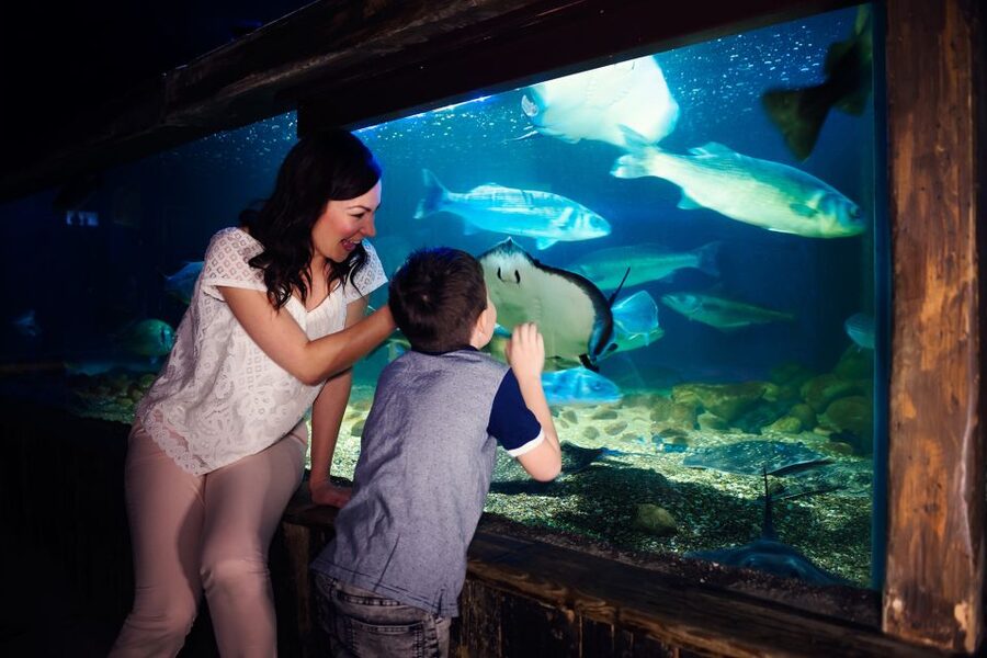 Manchester: SEA LIFE Entrance Ticket - Timing, access, and planning your visit