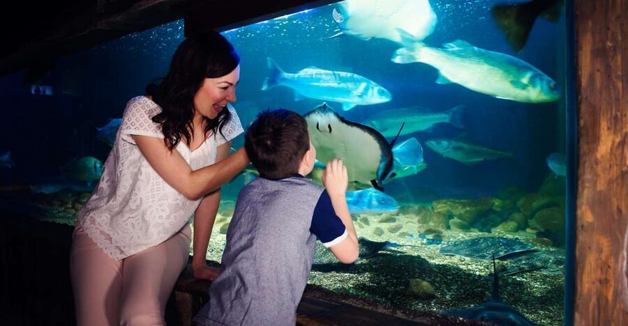 Manchester: SEA LIFE Entrance Ticket - The Ocean Tunnel: the best visual moment