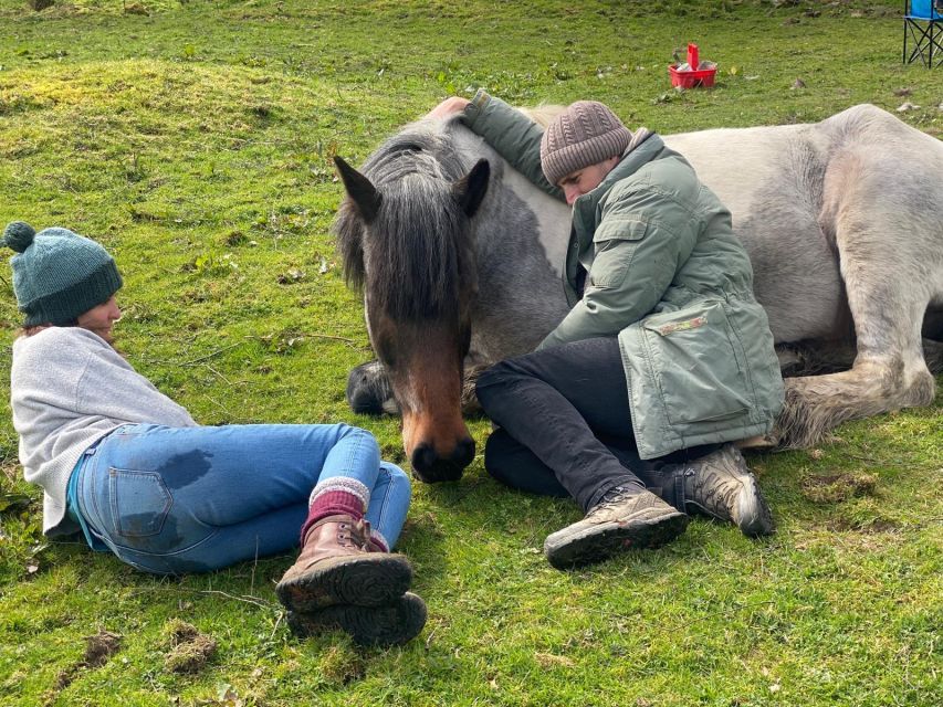 Meditate With Horses - A two-hour workshop in the Lake District